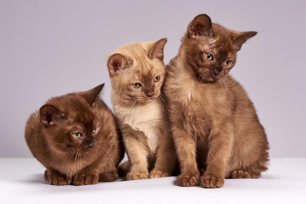 Welkomstafbeelding van de lokale dierenspeciaalzaak in Houten met diverse huisdieren en producten