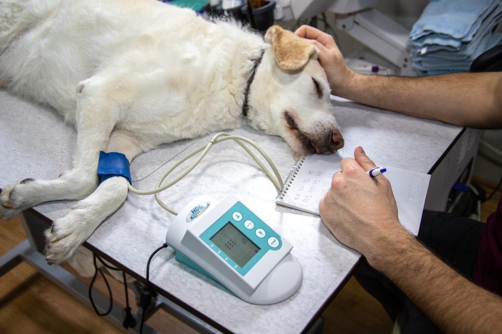 Dierenkliniek in Huizen biedt de beste zorg voor uw huisdier met ervaren dierenartsen en moderne faciliteiten