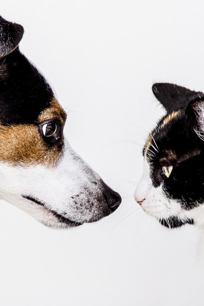 Dierenwinkel in Drachten met breed assortiment voeding, speeltjes en verzorgingsproducten voor huisdieren