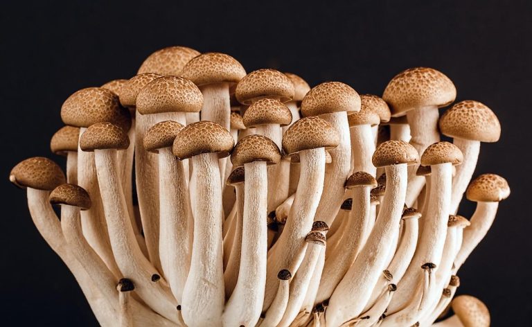 Home Truffels kopen en combineren met natuurlijke supplementen voor synergie en welzijn